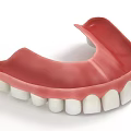 Dental Upper Jaw Denture Model with Red Gum Base and White Teeth