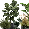 Various Green Potted Houseplants With Large Patterned Leaves In Gray Concrete Pots On Stands