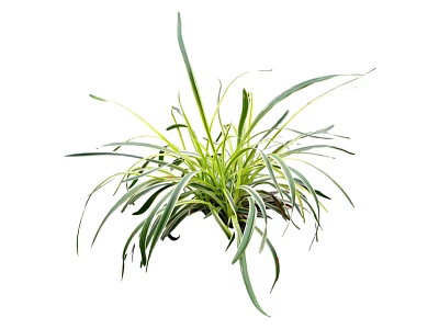 Indoor Lush Green Herbaceous Plant With Slender Leaves And Vibrant Foliage 3d model