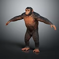 Standing Chimpanzee With Outstretched Arms And Muscular Build In Detailed 3D Rendering