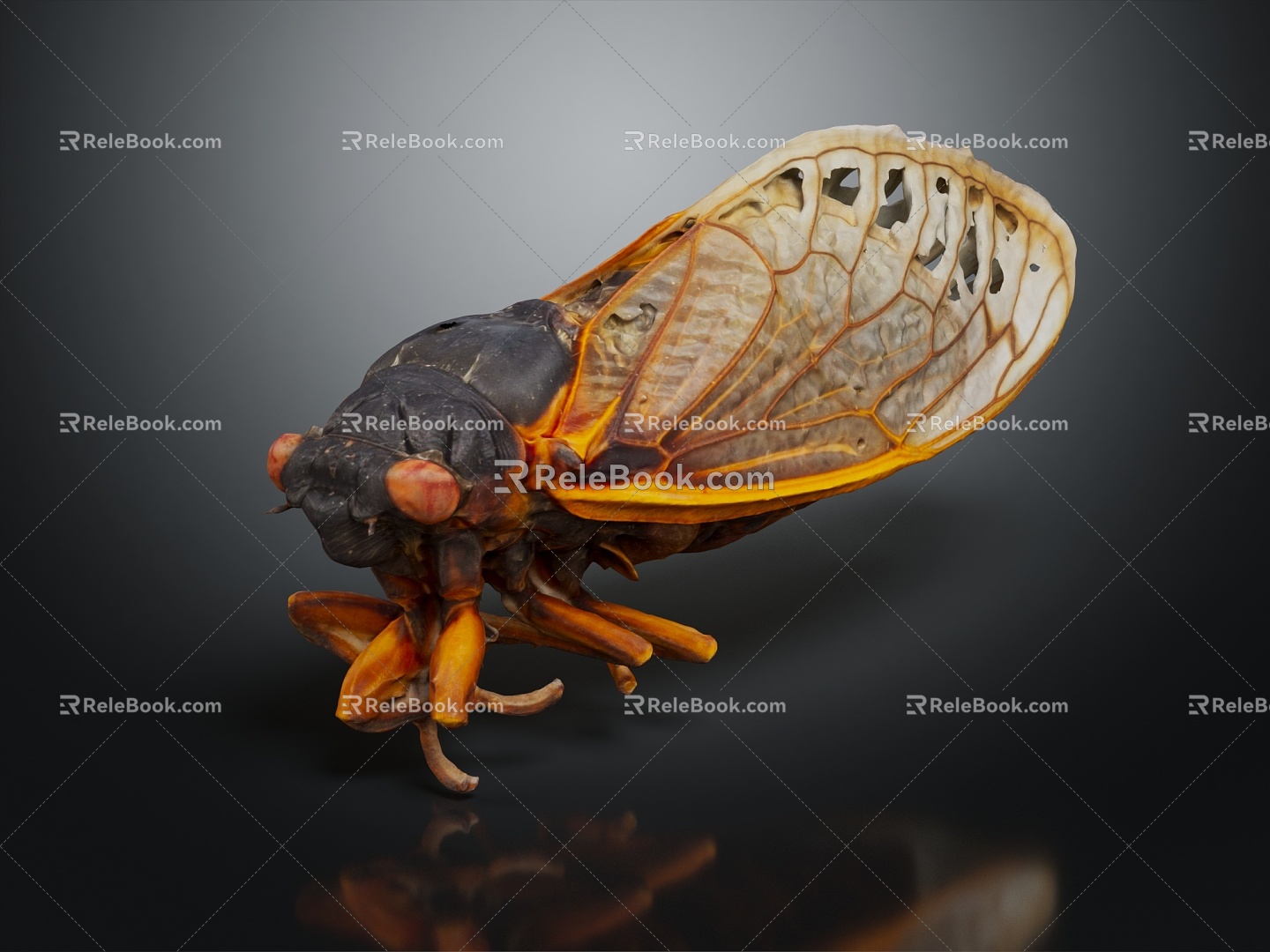 Modern cicada cicada cicada shell 3d model