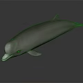 Gray Dolphin With Smooth Skin On Dark Background Showing Reflection
