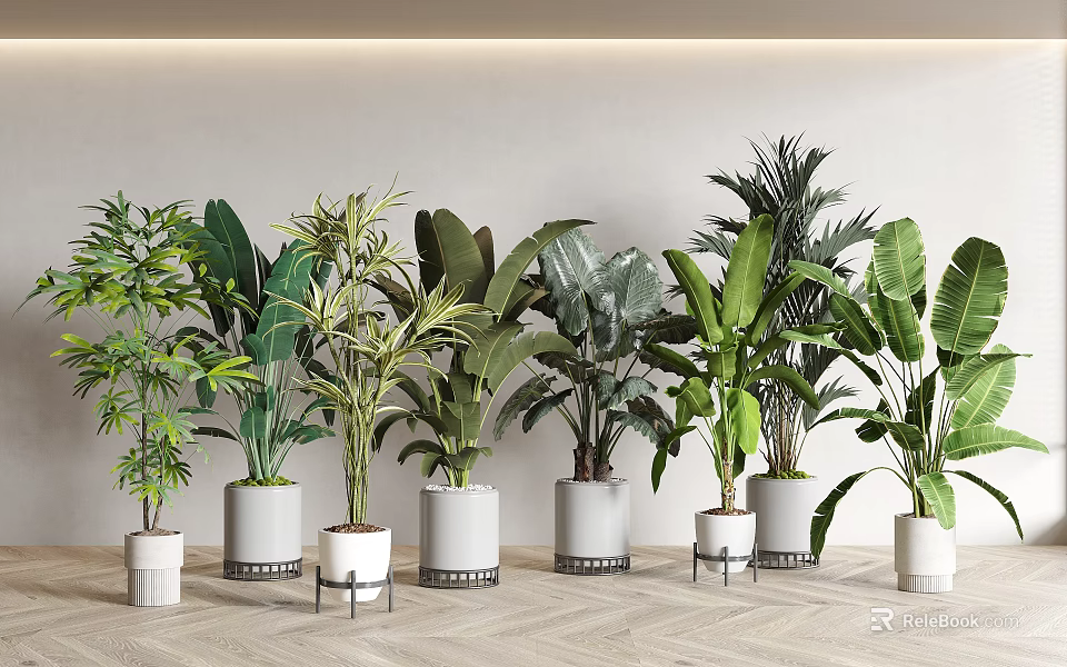 Potted Bonsai Plants with Lush Green Foliage in Modern White Grey Pots on Indoor Floor 3d model 