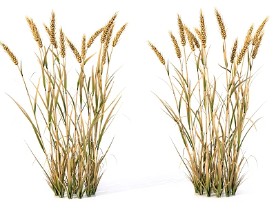 mature wheat crop 3d model