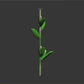 Green Plant Stem With Fresh Lush Leaves On Dark Reflective Surface
