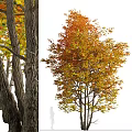 Vibrant Autumn Deciduous Trees With Orange Yellow Lush Foliage Canopy