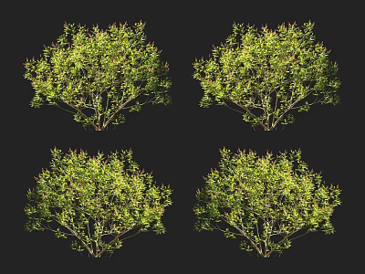Four Lush Arbor Specimens With Green Foliage Isolated On Black Background 3d model