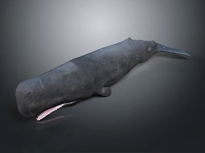 Large Black Whale With Open Mouth And Sharp Teeth On Gray Background 3d model