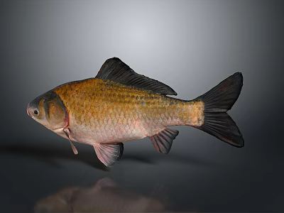 Freshwater Fish With Orange Brown Body And Black Fins Against Gray Background 3d model