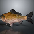 Freshwater Fish With Orange Brown Body And Black Fins Against Gray Background