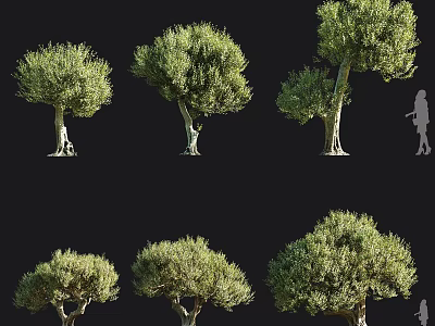 Olive Trees With Multiple Growth Forms Green Canopies And Distinct Trunk Structures 3d model