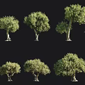 Olive Trees With Multiple Growth Forms Green Canopies And Distinct Trunk Structures 3d model