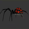 Detailed View Of Black Spider With Red Spots On Abdomen And Long Legs