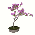 Bonsai Plant With Purple Flowers And Brown Trunk In Round Pot With Green Grass