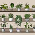 Different Potted Plants Arranged On Wooden Shelf With Decorative Pots And Green Foliage