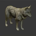 Gray Wolf 3D Model With Lifelike Gray Fur Standing On Dark Background 3d model