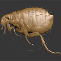 Golden Furry Flea Detailed Close up View on Black Background with Reflection