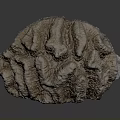 Natural Coral Polyps Skeleton With Fan Shaped Textured Brown White Formation