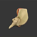 Detailed Human Ear Anatomical Structure Model Showing Internal Parts And Cochlea