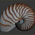 Nautilus Shell With Orange And White Stripes In Spiral Shape On Dark Background