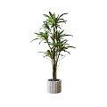 Tall Green Leafy Potted Plant With Long Leaves Slender Stems And Striped Cylindrical Pot