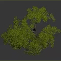 Lush Green Tree With Thick Trunk And Dense Foliage Isolated On Gray Background
