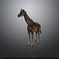 Brown And White Spotted Giraffe With Long Neck Standing Against Dark Background