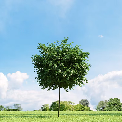 Tall Arbor With Lush Green Leaves Against Blue Sky And White Clouds Surrounding Trees 3d model