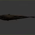Catfish Carp Sturgeon Bass Freshwater Fish Various Carp Grass Carp Crucian Carp 3d model