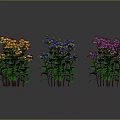 Colorful Flower Plants With Red Yellow White Pink Purple Blooms And Green Leaves Neatly Arranged