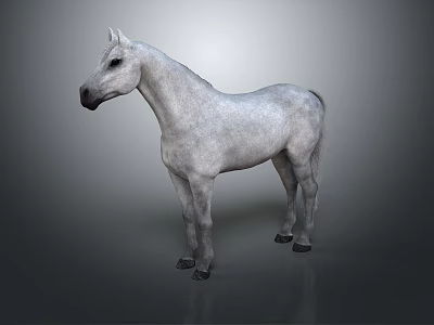 Realistic Gray Horse Standing on Gray Background as Detailed 3D Studio Render 3d model