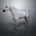 Realistic Gray Horse Standing on Gray Background as Detailed 3D Studio Render 3d model