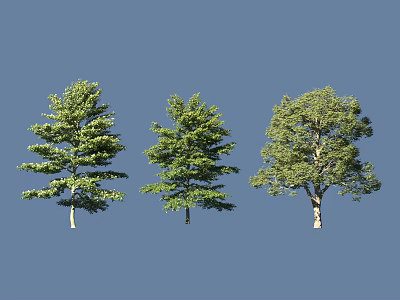 Three Green Arbor Trees With Different Shapes On Blue Background 3d model