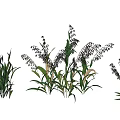 Natural Garden Landscape With Diverse Green Plants And Ornamental Grasses