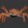 Realistic Orange Crab With Large Claws Detailed Legs On Dark Shiny Surface
