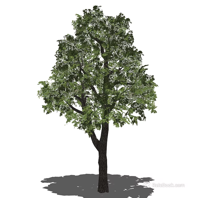 Lush Arbor Tree with Thick Trunk and Dense Green Leaf Canopy 3d model