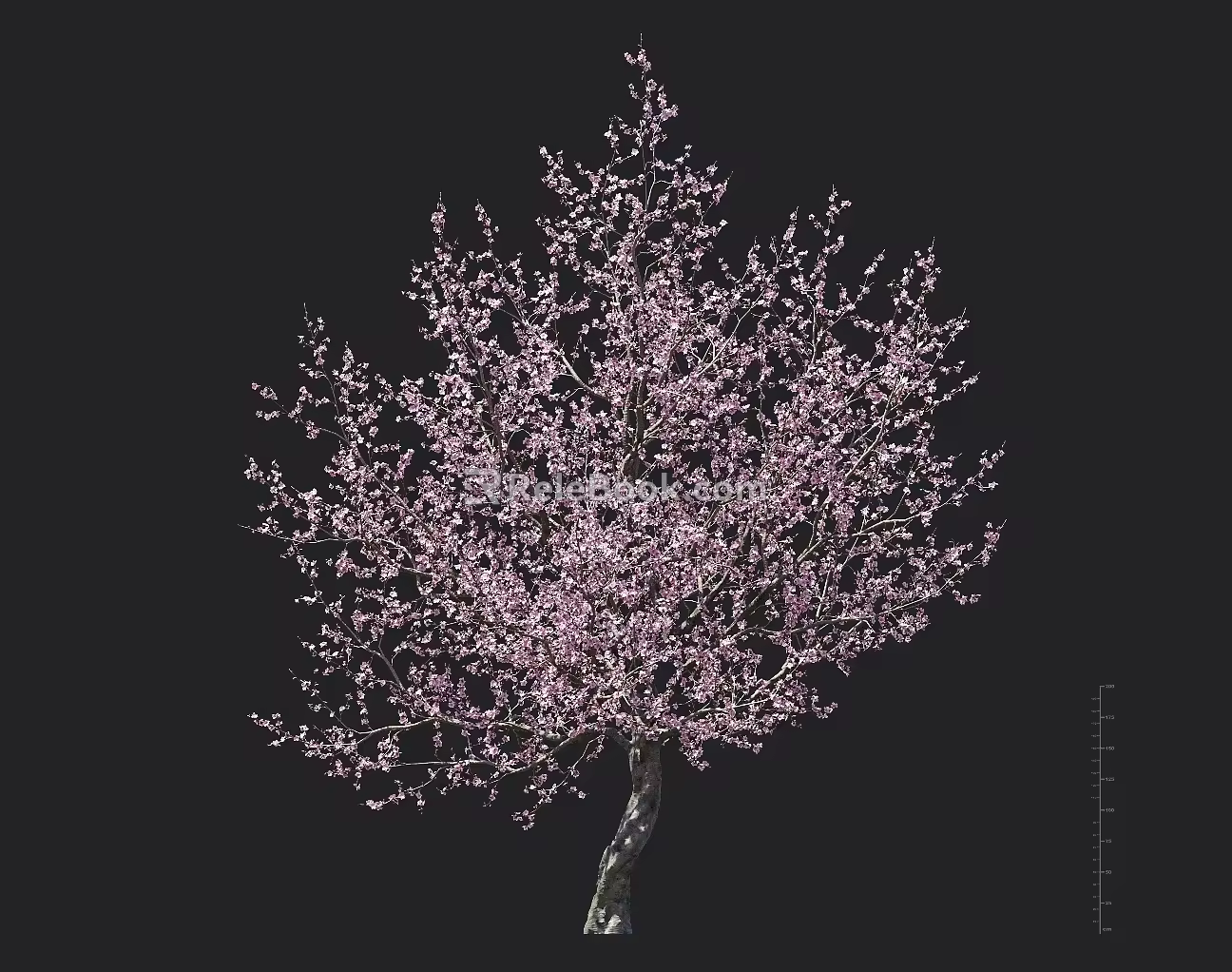flowering tree 3d model