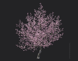 flowering tree 3d model