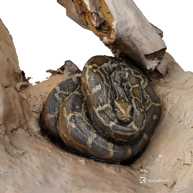 Brown Patterned Reptile Python Coiled in Tree Trunk Natural Habitat 3d model