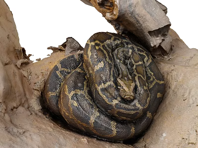 Brown Patterned Reptile Python Coiled in Tree Trunk Natural Habitat 3d model
