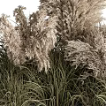 Tall Feathery Ornamental Grasses With Green Foliage And Fluffy Plumes In Garden Landscape