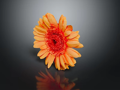Gerbera Daisy with Orange Petals and Red Center on Dark Background with Reflection 3d model