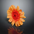 Gerbera Daisy with Orange Petals and Red Center on Dark Background with Reflection