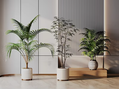 Various Types Of Indoor Bonsai Potted Plants With White Ceramic Pots In Modern Living Room 3d model
