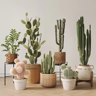 Indoor Bonsai Potted Plants With Various Cacti Succulents In Woven Baskets And Ceramic Pots 3d model