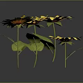 Group of Yellow Flowers With Green Leaves On Dark Background Surface