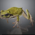 Vibrant Yellow Frog With Large Black Eyes And Pinkish Legs On Dark Surface