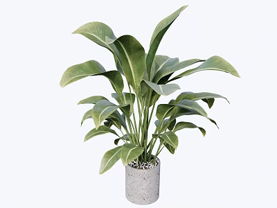 Bonsai Potted Plant With Large Green Leaves In Cement Pot For Indoor Decor 3d model