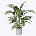 indoor potted plant 3d model