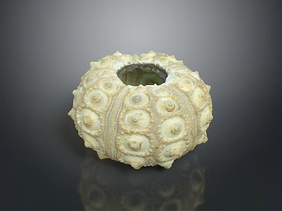 Plant In Unique Urchin Shell Planter With Natural Textured Design For Decor 3d model